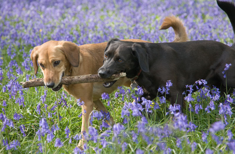 Dog Walking Surrey