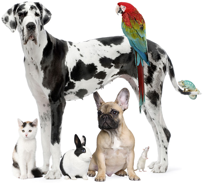 Surrey Pet Care